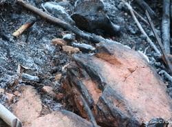 Reportage in Valganna nel bosco ferito dall'incendio (foto di Luca Leone)