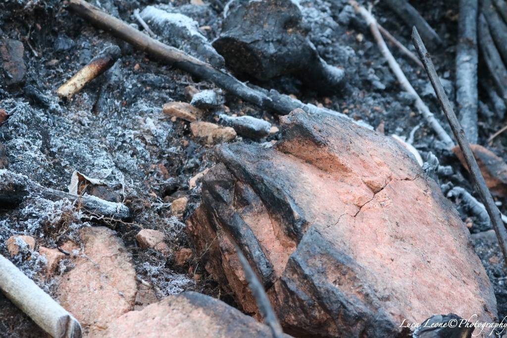 Reportage in Valganna nel bosco ferito dall'incendio (foto di Luca Leone)