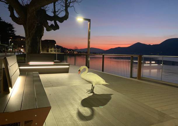 Pierino, il romantico cigno di Luino