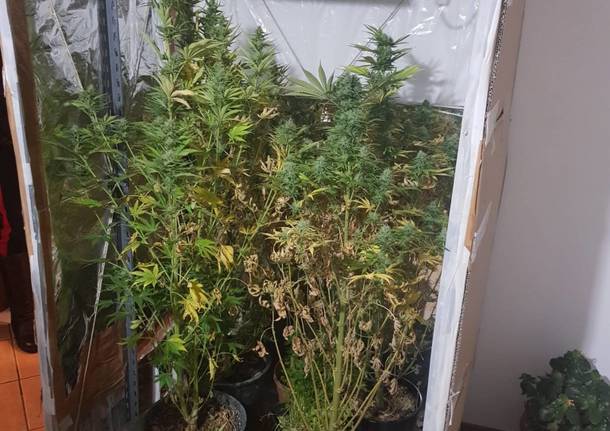 Sequestrate piante di marjuana coltivate in casa