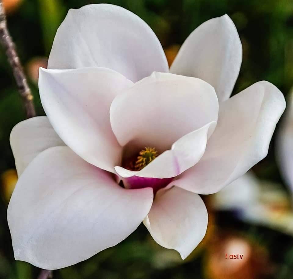 Magnolia