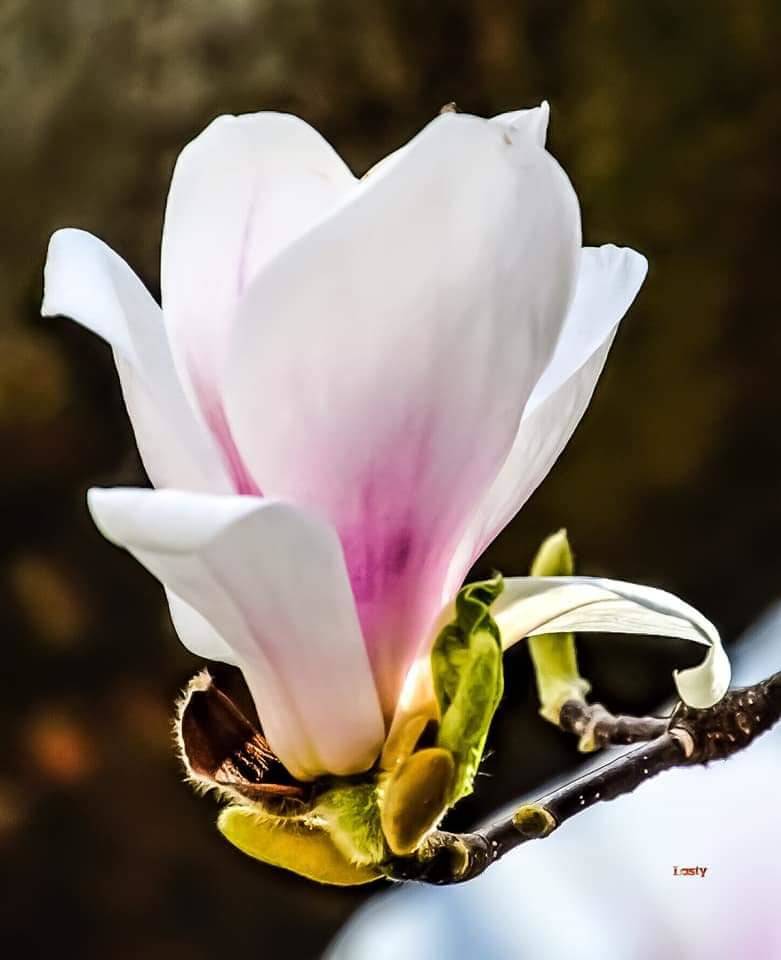 Magnolia