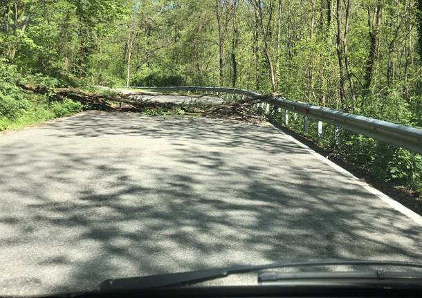 Paura... Pianta sulla strada da San Alessandro a Caidate di Sumirago