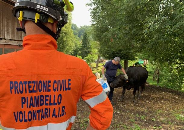 La grande esercitazione civile per salvare gli animali