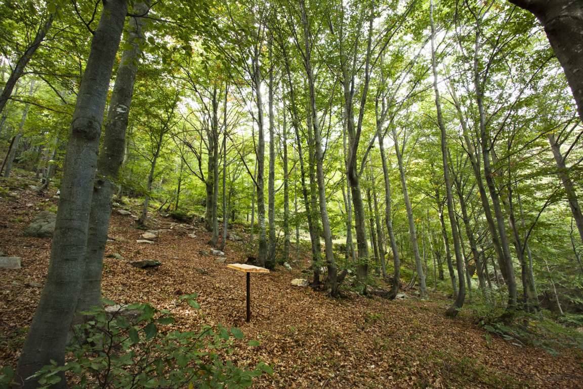 Una montagna di boschi