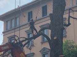 Francesco Minelli treeclimber