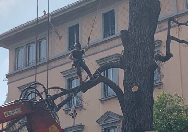 Francesco Minelli treeclimber