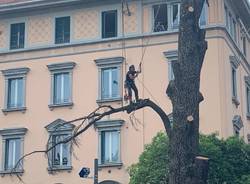 Francesco Minelli treeclimber