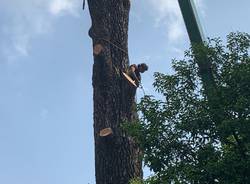 Francesco Minelli treeclimber