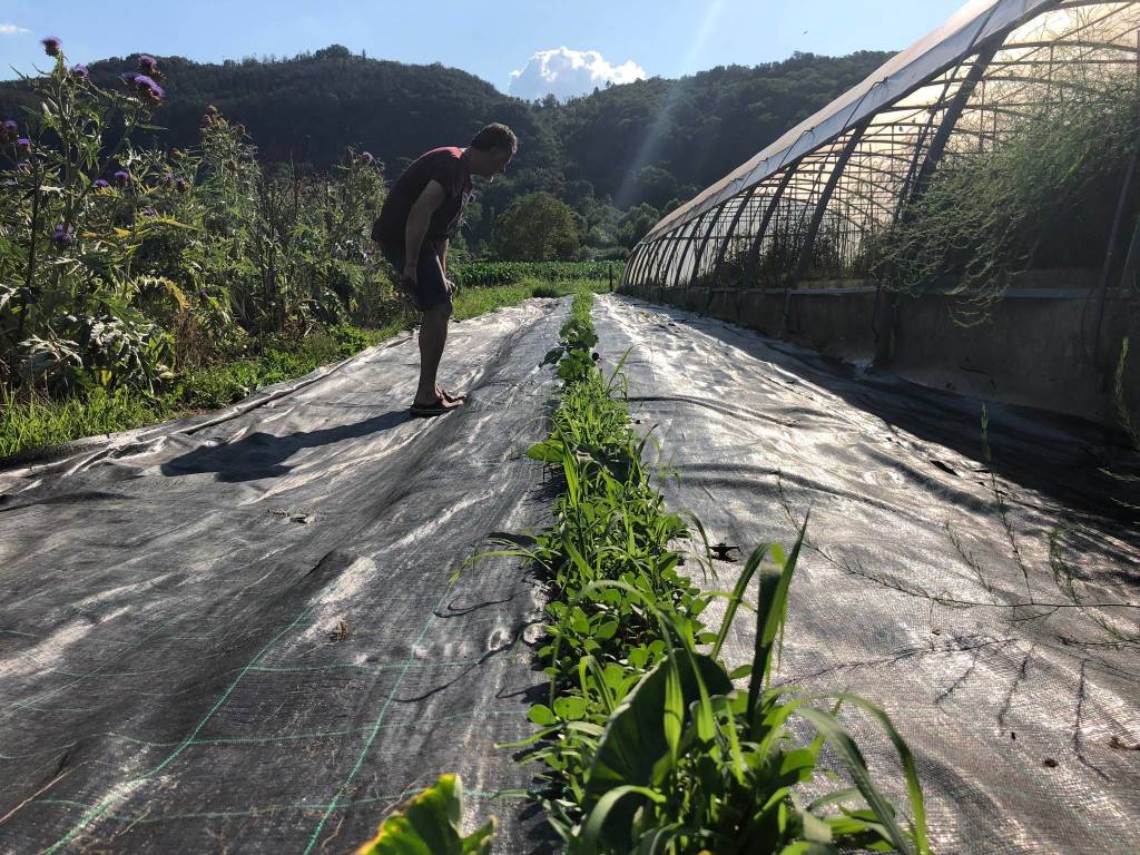 La fattoria del bricco a Luino, dove si coltivano verdure giapponesi 