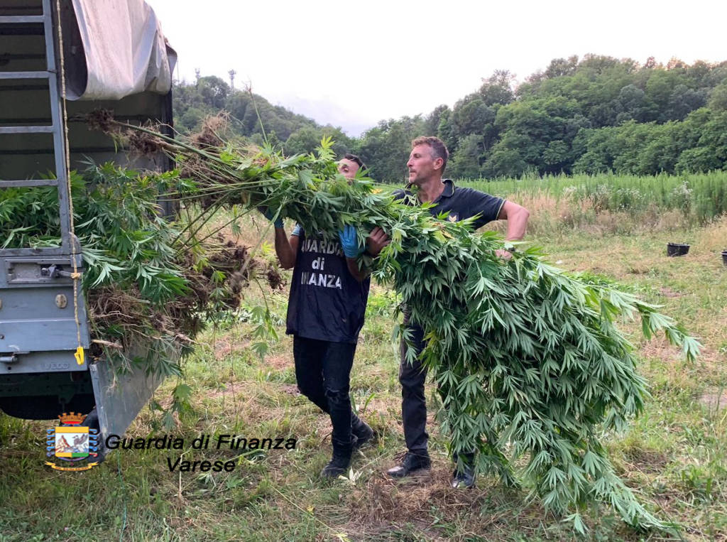 Sequestro da record di canapa