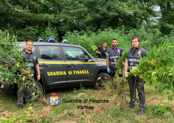 Sequestro da record di canapa