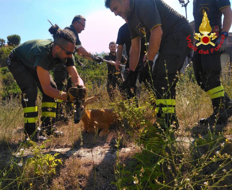 vigili del fuoco capriolo canale