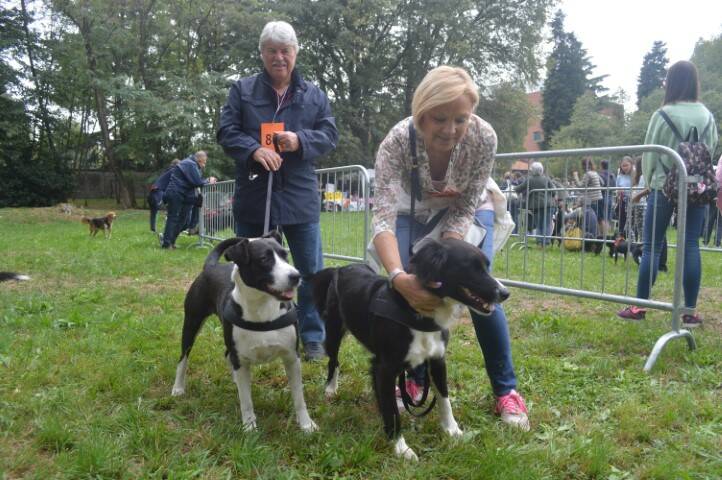 cane fantasia legnano canile protezione animali  3 