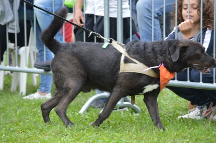 cane fantasia legnano canile protezione animali  45 