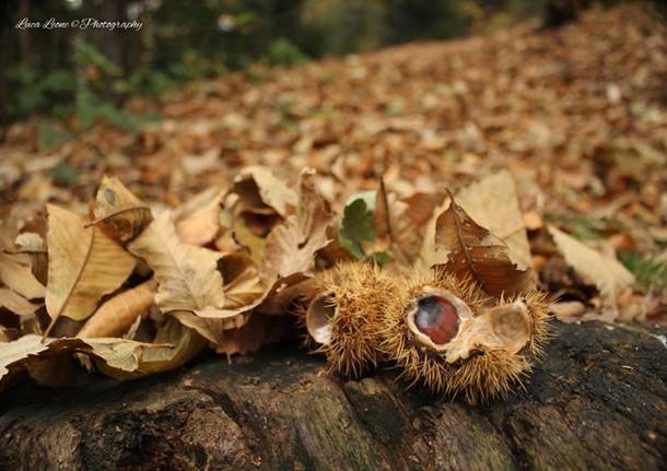 Castagne - foto di Luca Leone