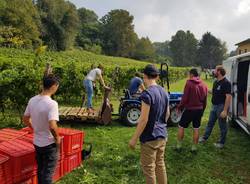 È tempo di vendemmia a Casciago