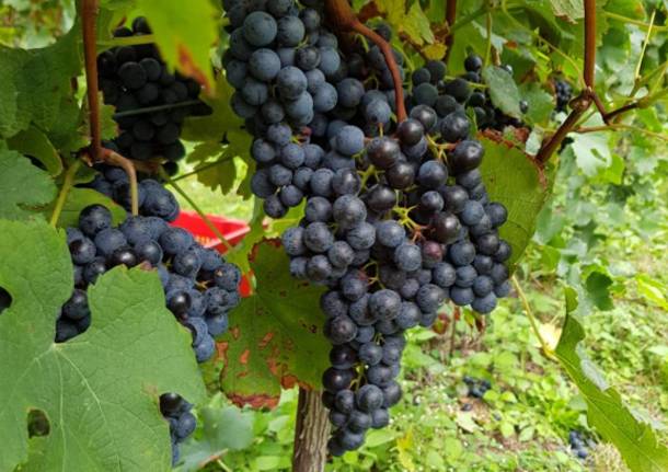 È tempo di vendemmia a Casciago