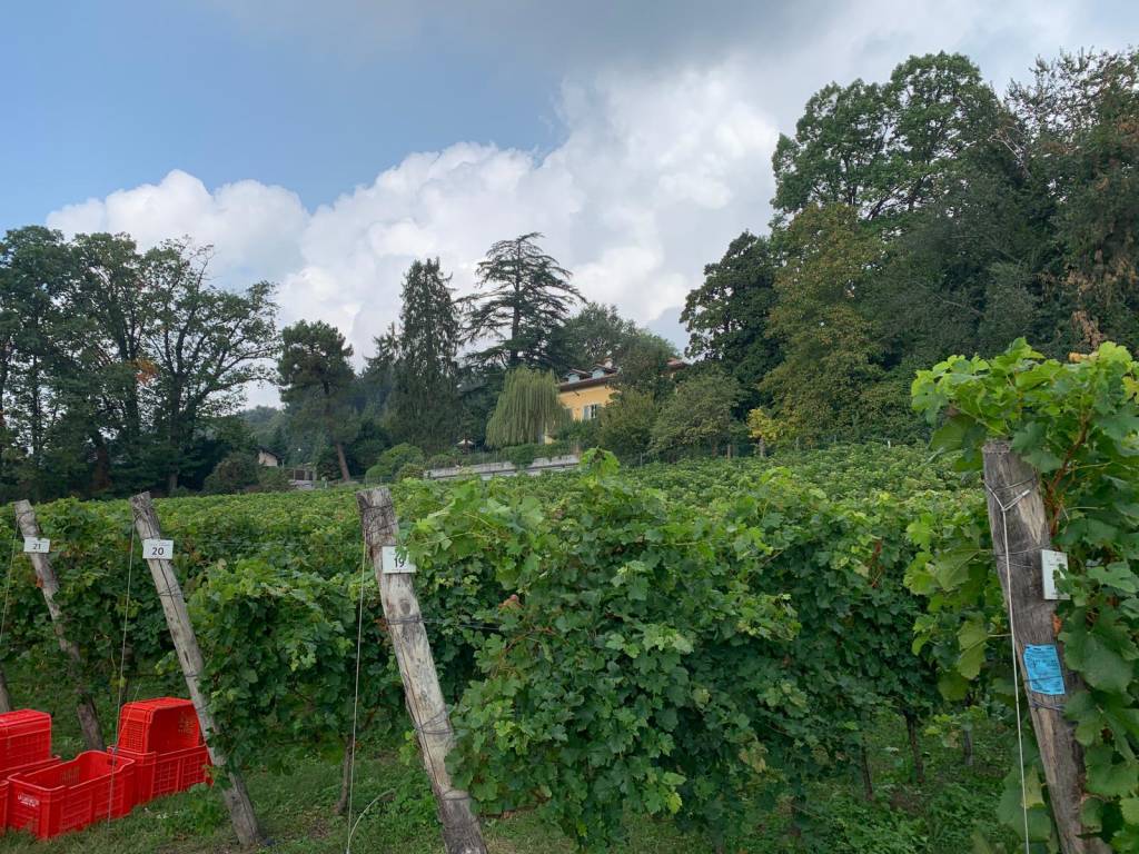 È tempo di vendemmia a Casciago