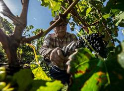 Vendemmia mendrisio