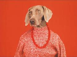 William Wegman al MASI