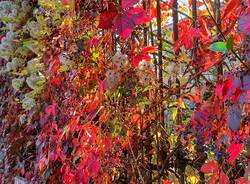 Foliage a Villa Castiglioni - foto di Clara Comolli