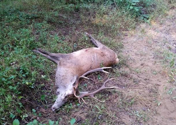 Peveranza, trovato un cervo morto vicino al torrente Tenore