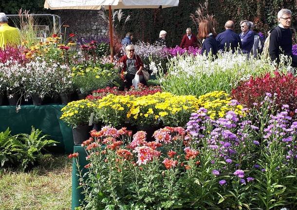 Yougardener Flower Show 2019