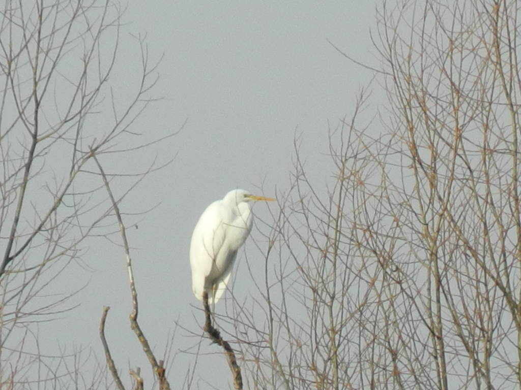 airone bianco maggiore