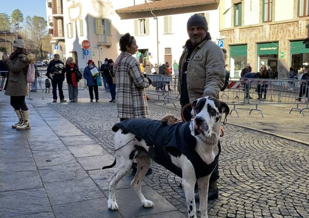 Animali pronti per la benedizione: gli sguardi più belli