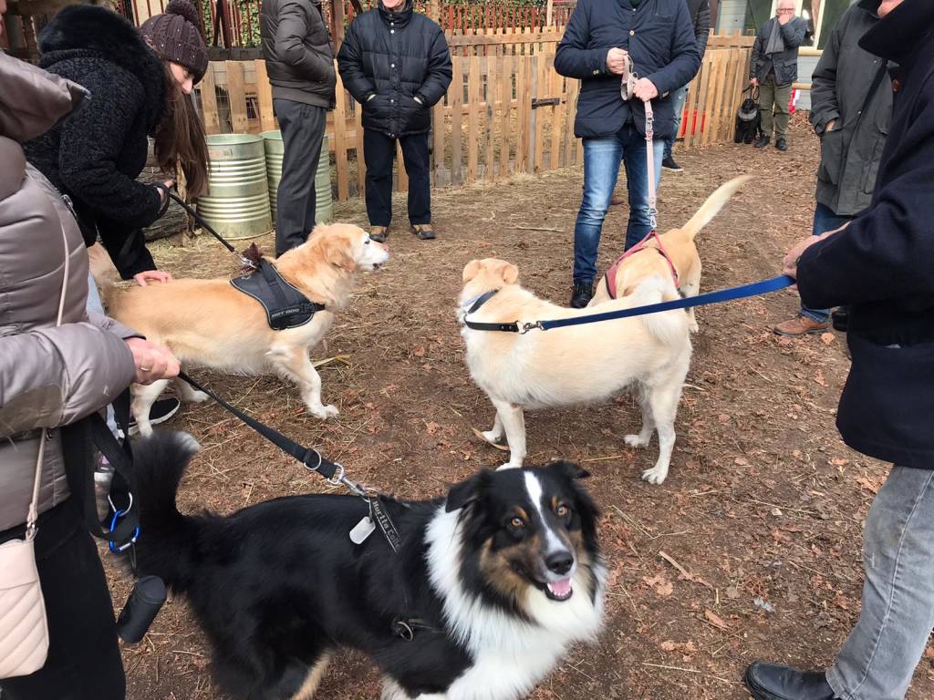 Sant’Antonio, la benedizione degli animali