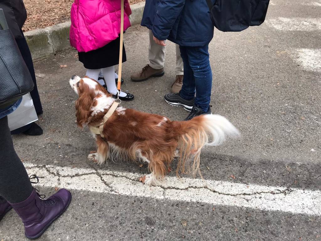 Sant’Antonio, la benedizione degli animali