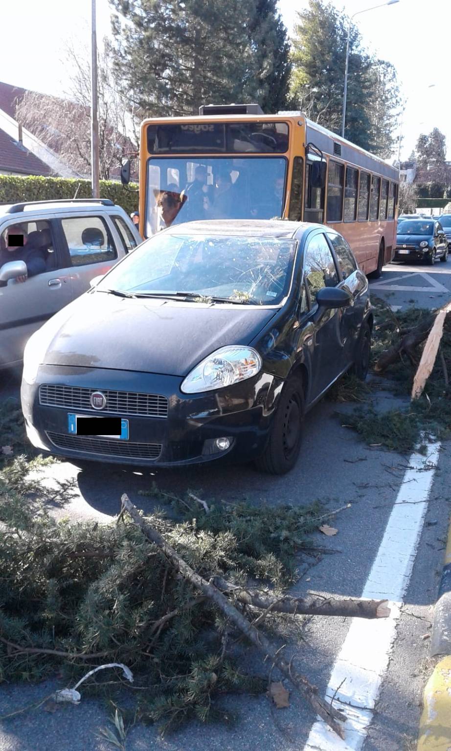 Albero caduto su via Padre Lega