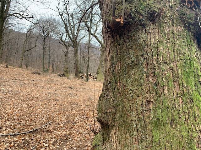 Le selve castanili, capitale naturale di Varese