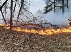 Incendio pineta Vigano 