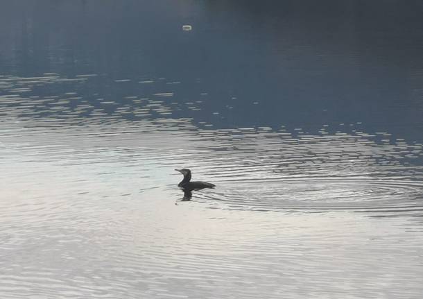 lago ceresio cormorani