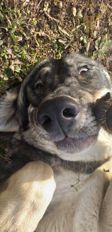 Yoghi e Bubu, i cani abbandonati a Gerenzano cercano casa