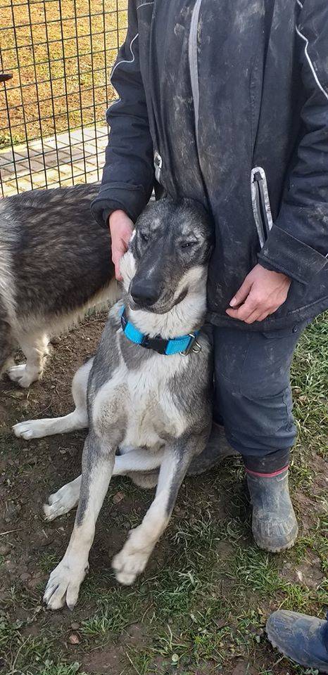 Yoghi e Bubu, i cani abbandonati a Gerenzano cercano casa