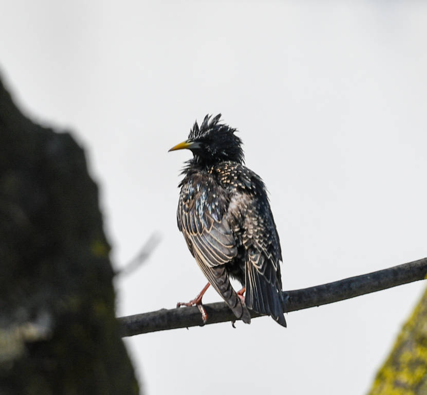 Home birdwatching