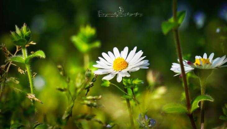 I fiori del mio giardino 