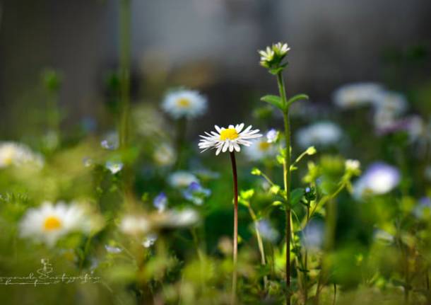 I fiori del mio giardino 