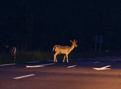 capriolo valganna animali selvatici strada