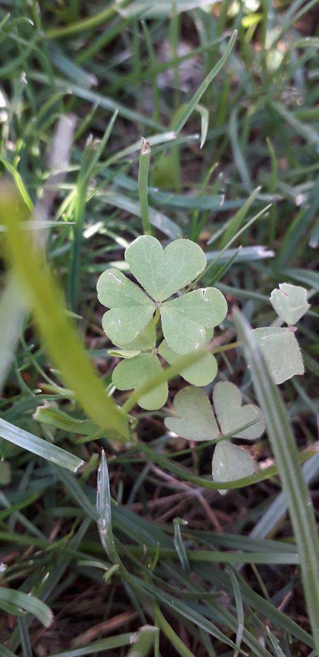 Forme della Natura Parco Lura