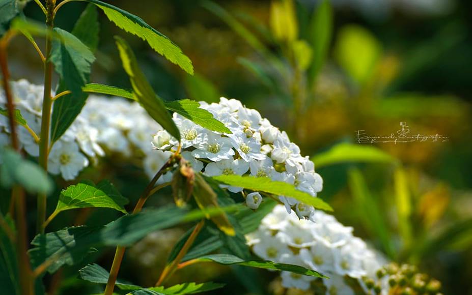 Sboccia la primavera