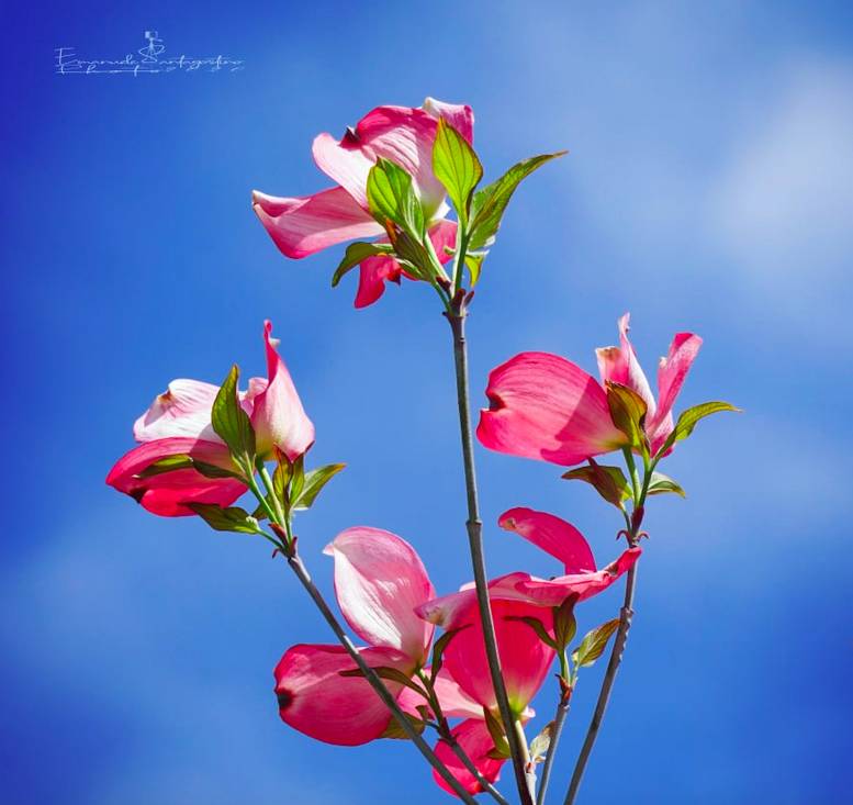 Sboccia la primavera