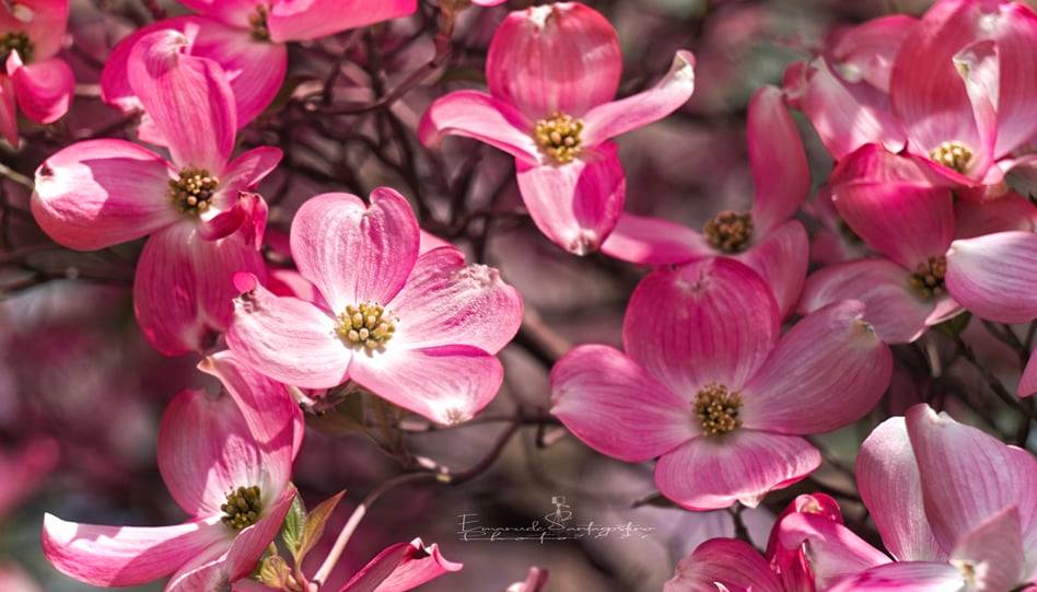 Sboccia la primavera