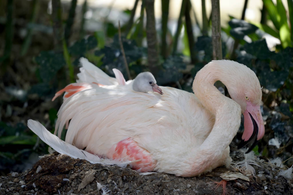 un cucciolo di fenicottero rosa è nato alle Cornelle