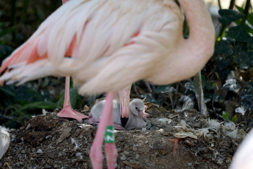 un cucciolo di fenicottero rosa è nato alle Cornelle