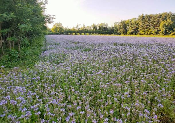 La Facelia amica delle api, il campo a Busto Arsizio