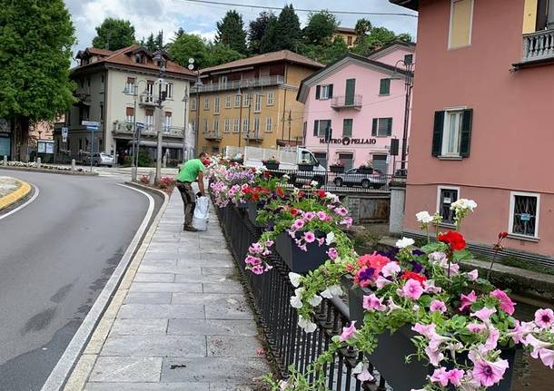 Fiori sul Bardello 